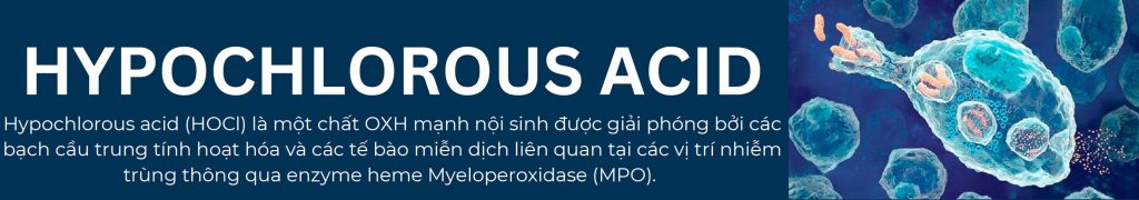 Hypochlorous acid (HOCl) là một chất OXH mạnh nội sinh