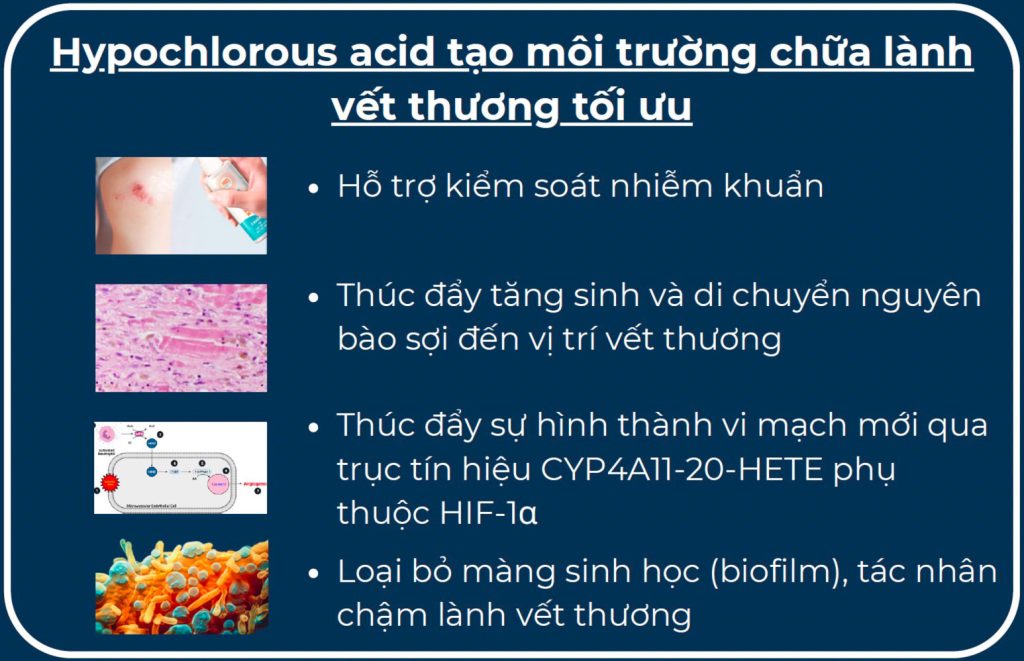 Hypochlorous acid tạo môi trường chữa lànhvết thương tối ưu