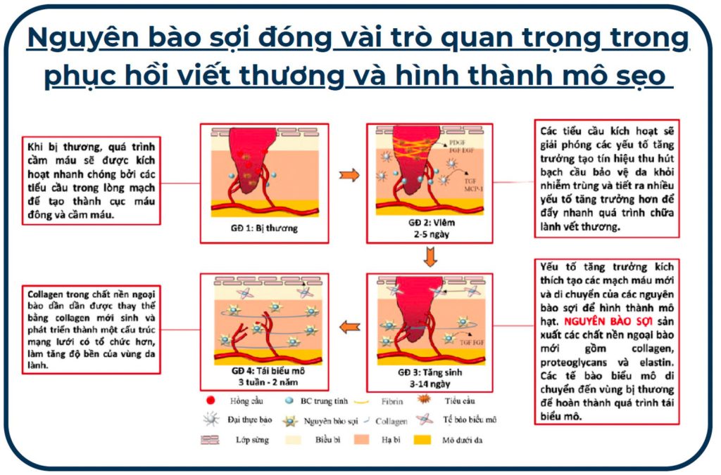 Nguyên bào sợi đóng vài trò quan trọng trongphục hồi viết thương và hình thành mô sẹo